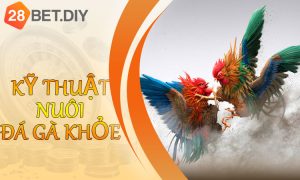 Kỹ thuật nuôi đá gà khỏe