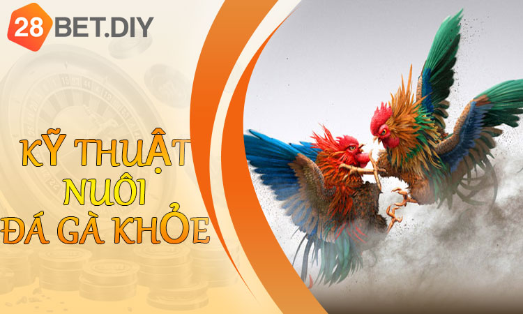 Kỹ thuật nuôi đá gà khỏe
